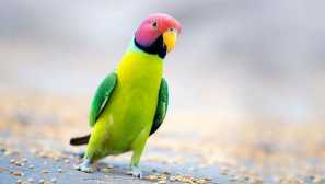 Сметана или червеноглав папагал